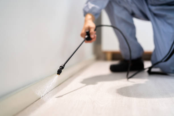 Licensed Wasp Removal service in Morgantown, WV - Show Me Pest Control